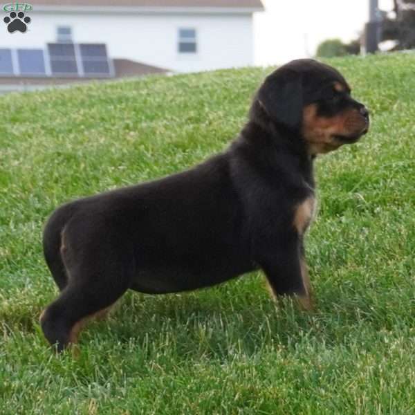 Sage, Rottweiler Puppy